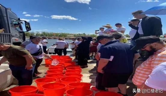 鲟科鱼类联合增殖放流,鲟鳇鱼苗放流