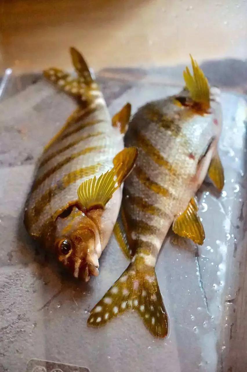 鱼类食材大全名称图片,鱼类菜谱大全100种