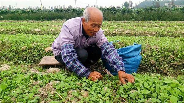 婆婆退休金四千每月问儿媳要三千,婆婆退休金5000却总问我们要钱