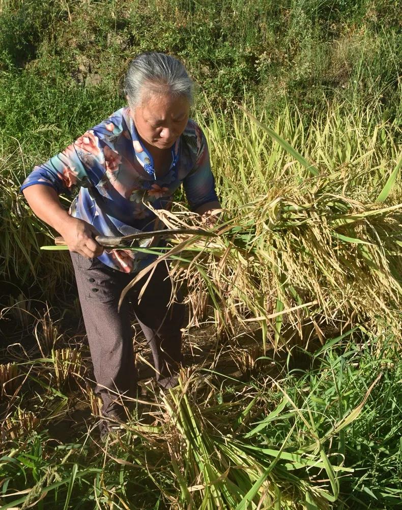 稻菽飘香各地丰收忙,稻菽飘香图片