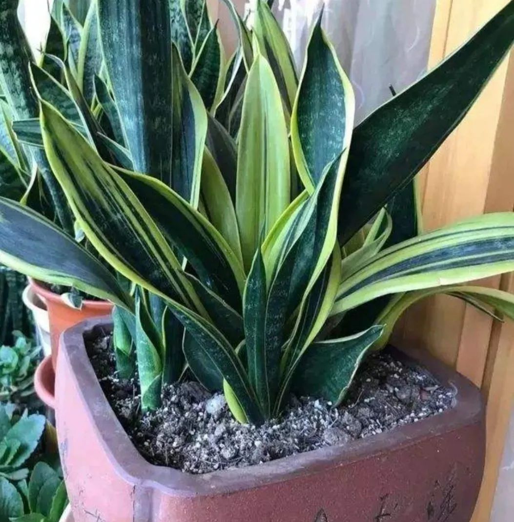 极度耐阴常绿10种花,6种花特别耐阴