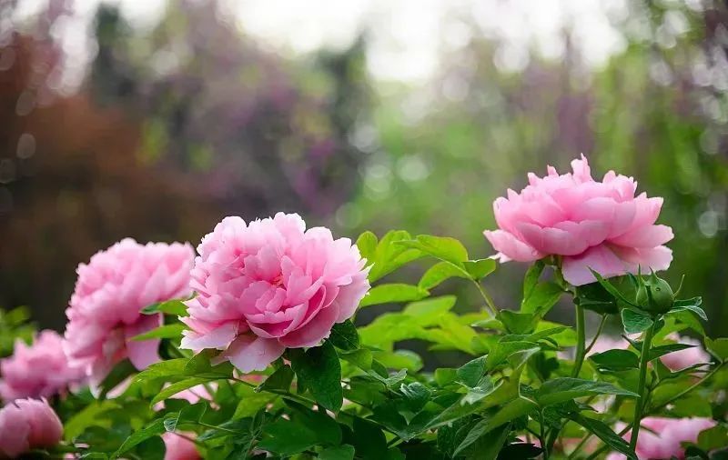 手写谷雨春天的最后一次回眸,谷雨春天的最后一次回眸图片