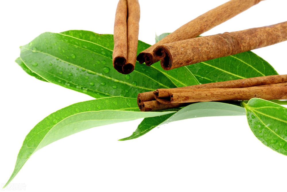 桂皮剥下来树会死吗,为什么黄柏树皮剥了不会死