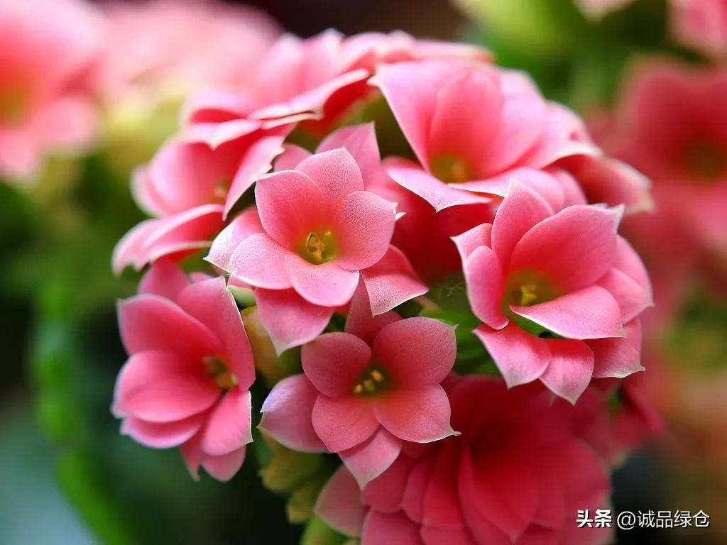 十种室内最好养的花,十种最养不死的花排行榜