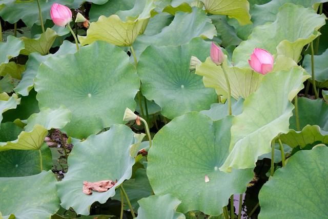 你见过这么美的西湖日落吗,看到了绝美的西湖日落