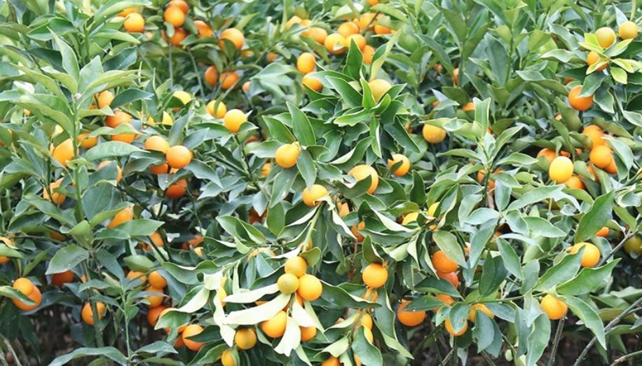 盆栽黄金树的寓意和象征,过年必备寓意好金钱树盆栽