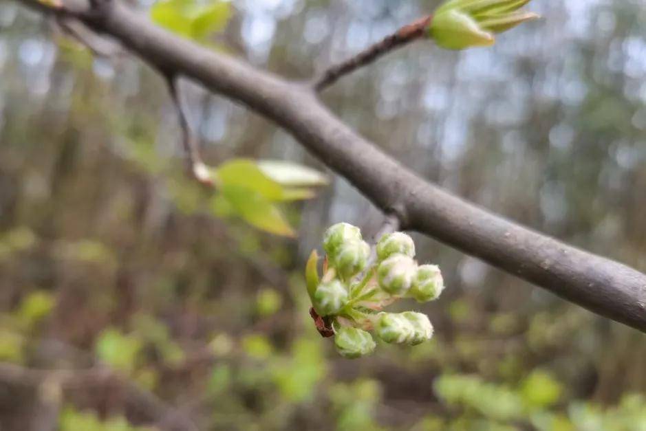 春天看图挖野菜，送你40种野菜大图鉴，让你轻松辨别各种野菜