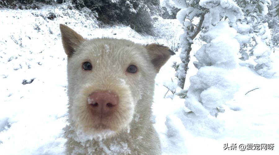 每天了解一只狗狗,每天了解一种动物