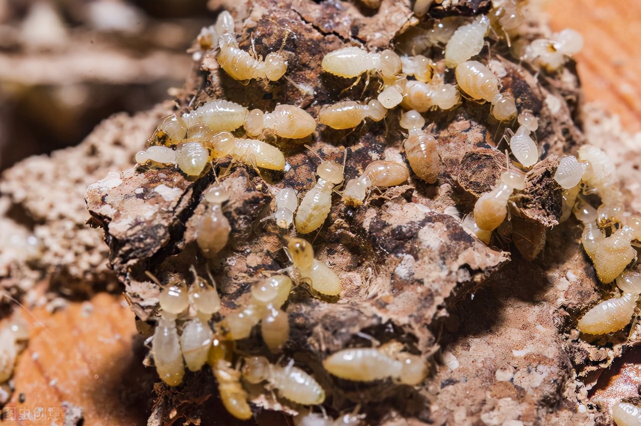 白蚁防治证书取得条件,白蚁防治资质证书怎么报名