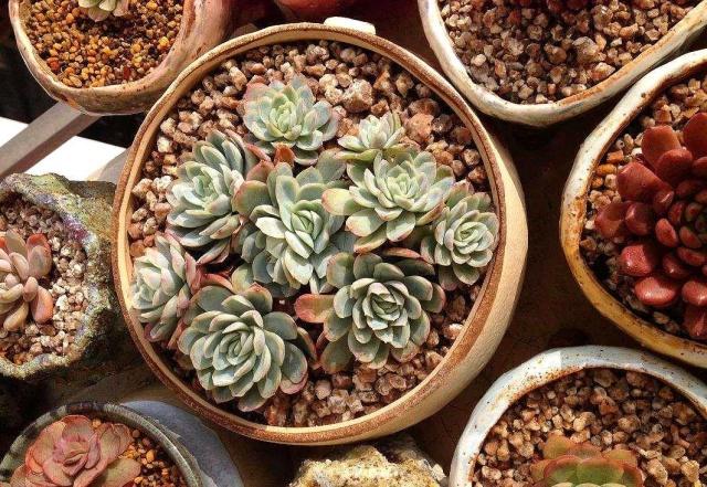 冬季多肉怎么养不生虫,为什么养多肉要拿煤球渣去养