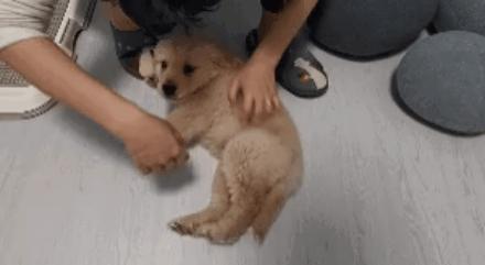 判断狗狗有没有狂犬病的三种方法,狗狗狂犬病早期的10个征兆