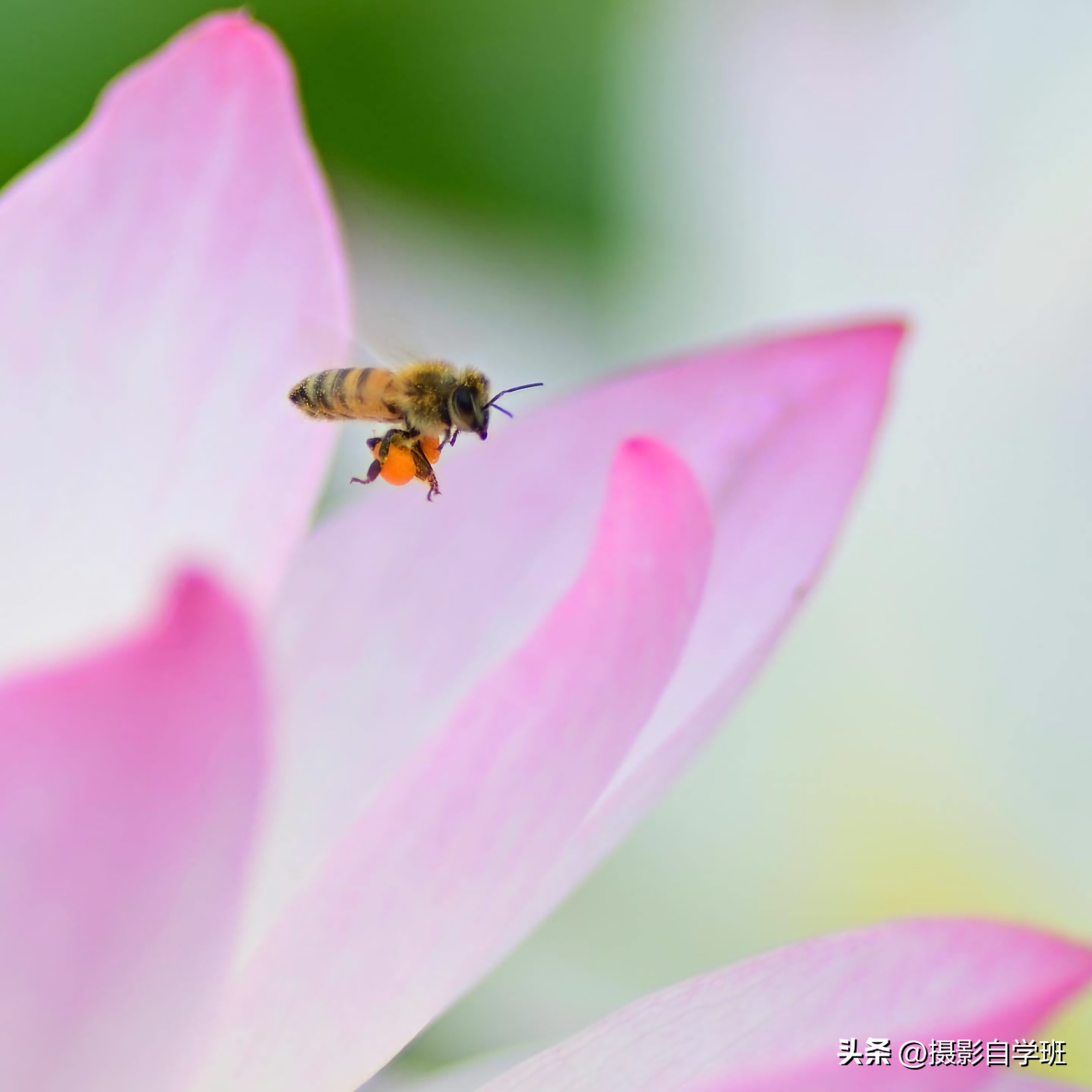 摄影后期修图教程荷花后期,手机拍摄荷花摄影师总结10个技巧