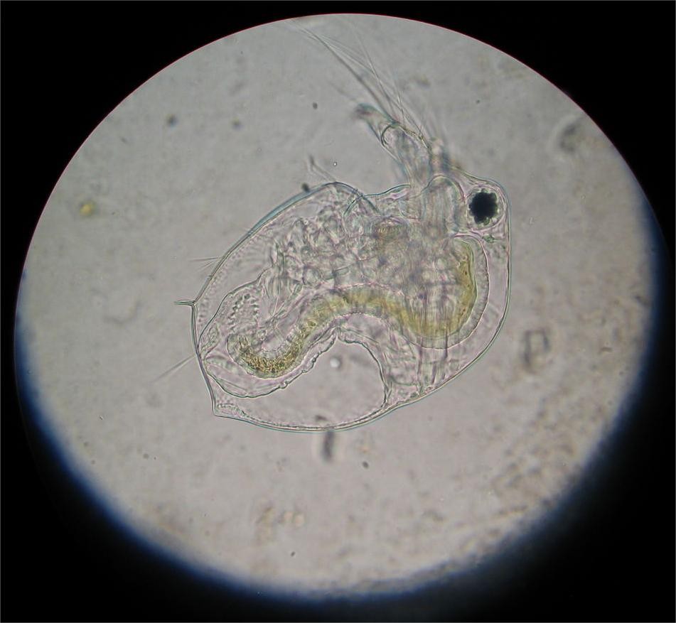 非洲硬舌异口尼罗河的日粮广度变化：对物种保护和水产养殖的影响