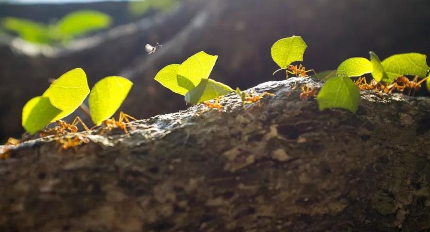 靠“种植”供养百万蚁族，天生长有金属牙齿，切叶蚁有多神奇？