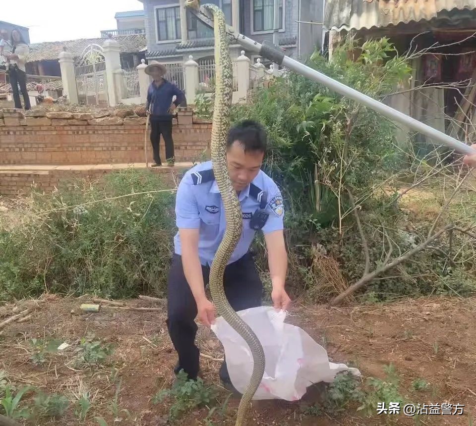 蛇出没的地方有什么,下雨天蛇出没的视频