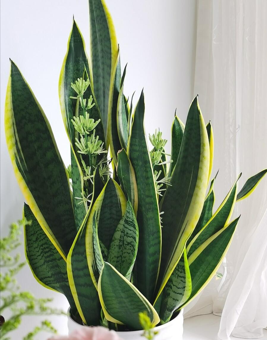 养不死的绿植,懒人养不死耐寒耐旱的绿植