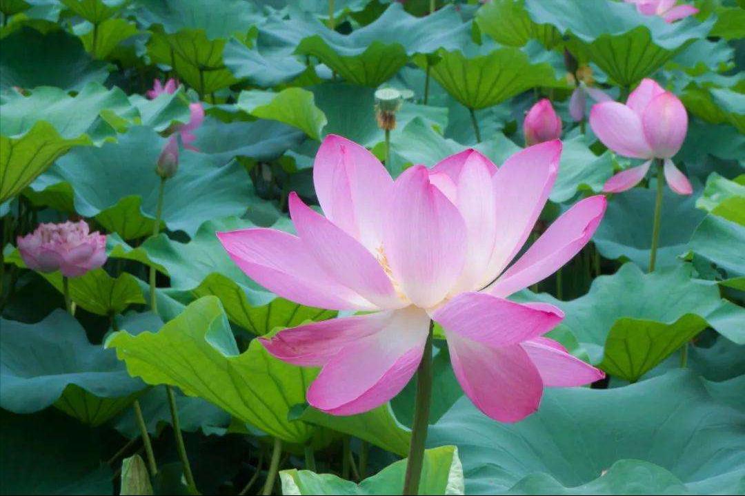 70句唯美荷花诗词,关于荷花的绝美诗句