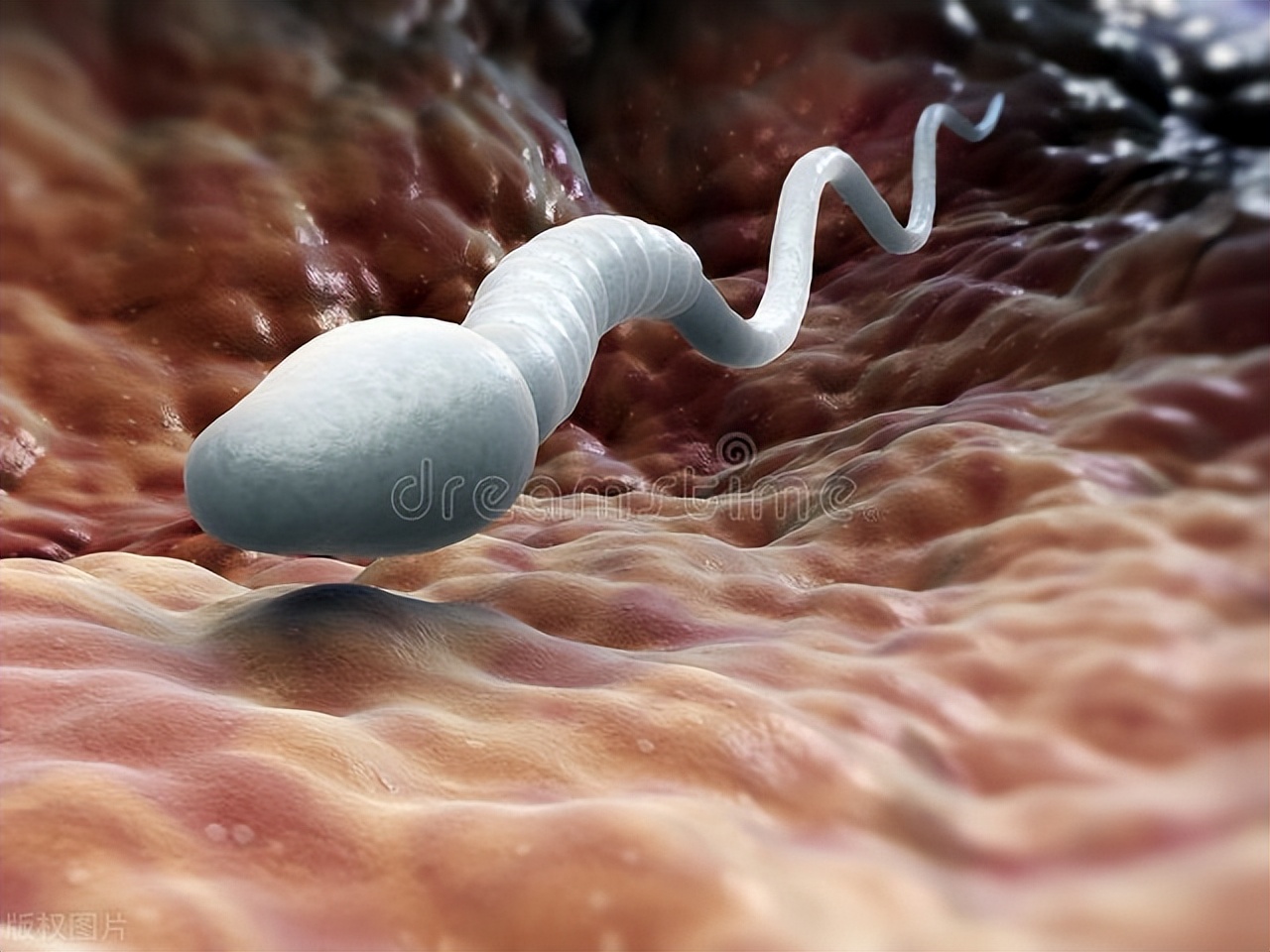 我20岁，刚结婚婆婆催着抱孙子，同房后去小便不会怀孕，竟想错了