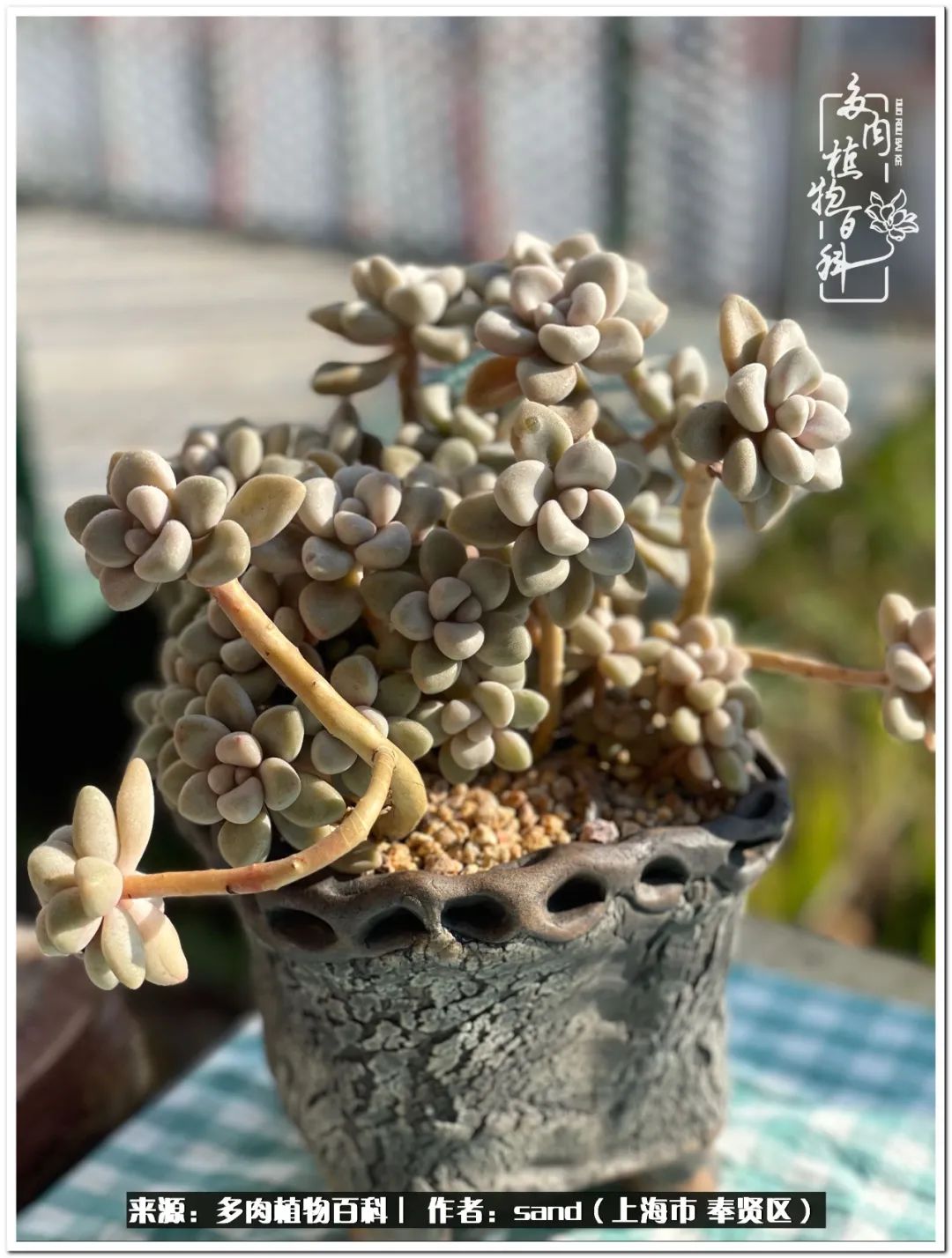 养点花草给生活添点乐趣,养点花花草草心情自然会好