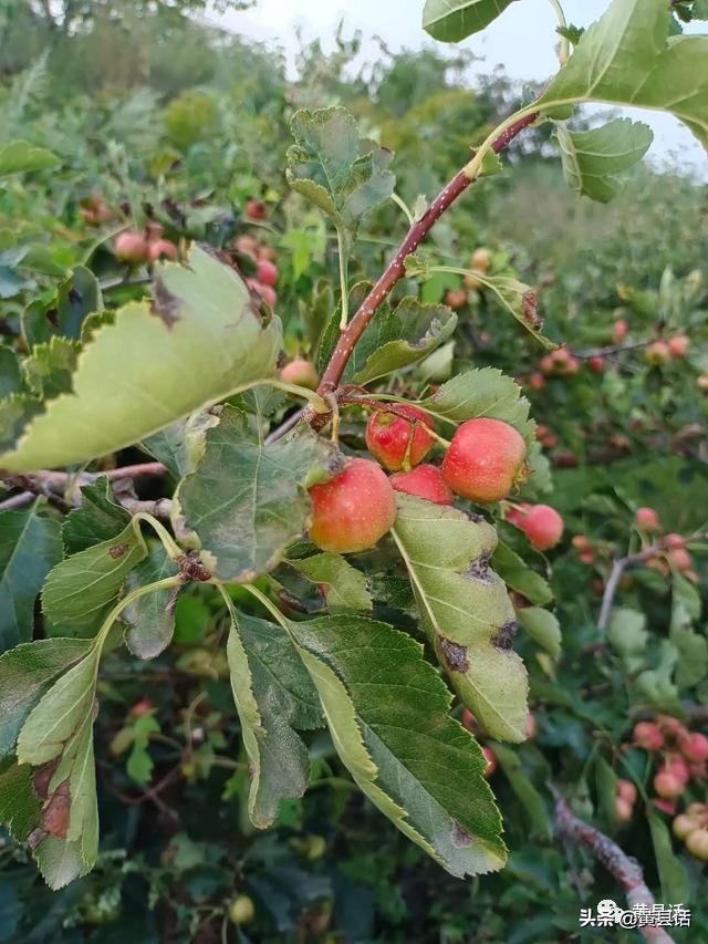 山上的野山楂你们叫什么？人工种植的山楂又叫什么？