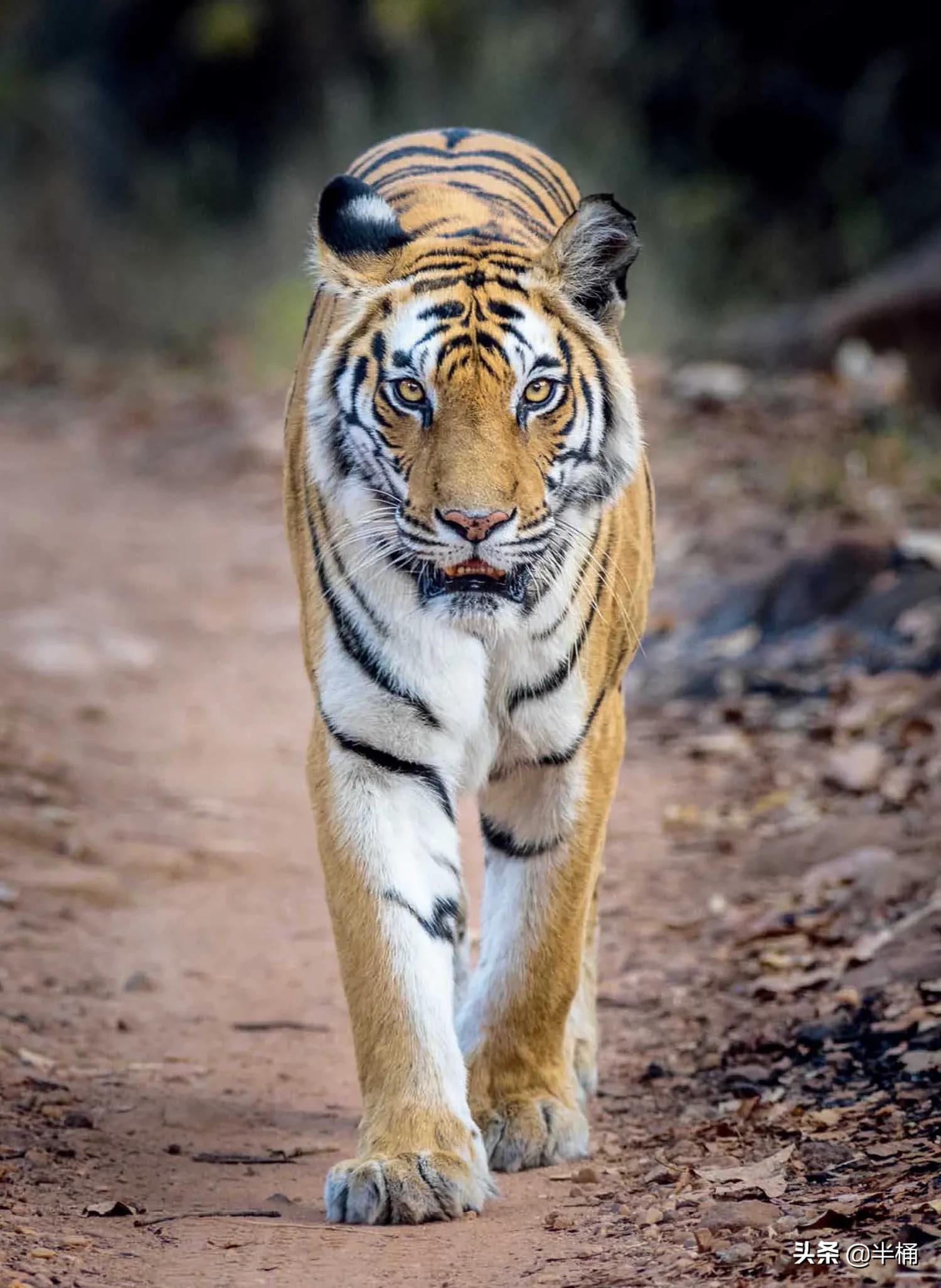 老虎在哪个地方比较有利自己,老虎的软肋是什么