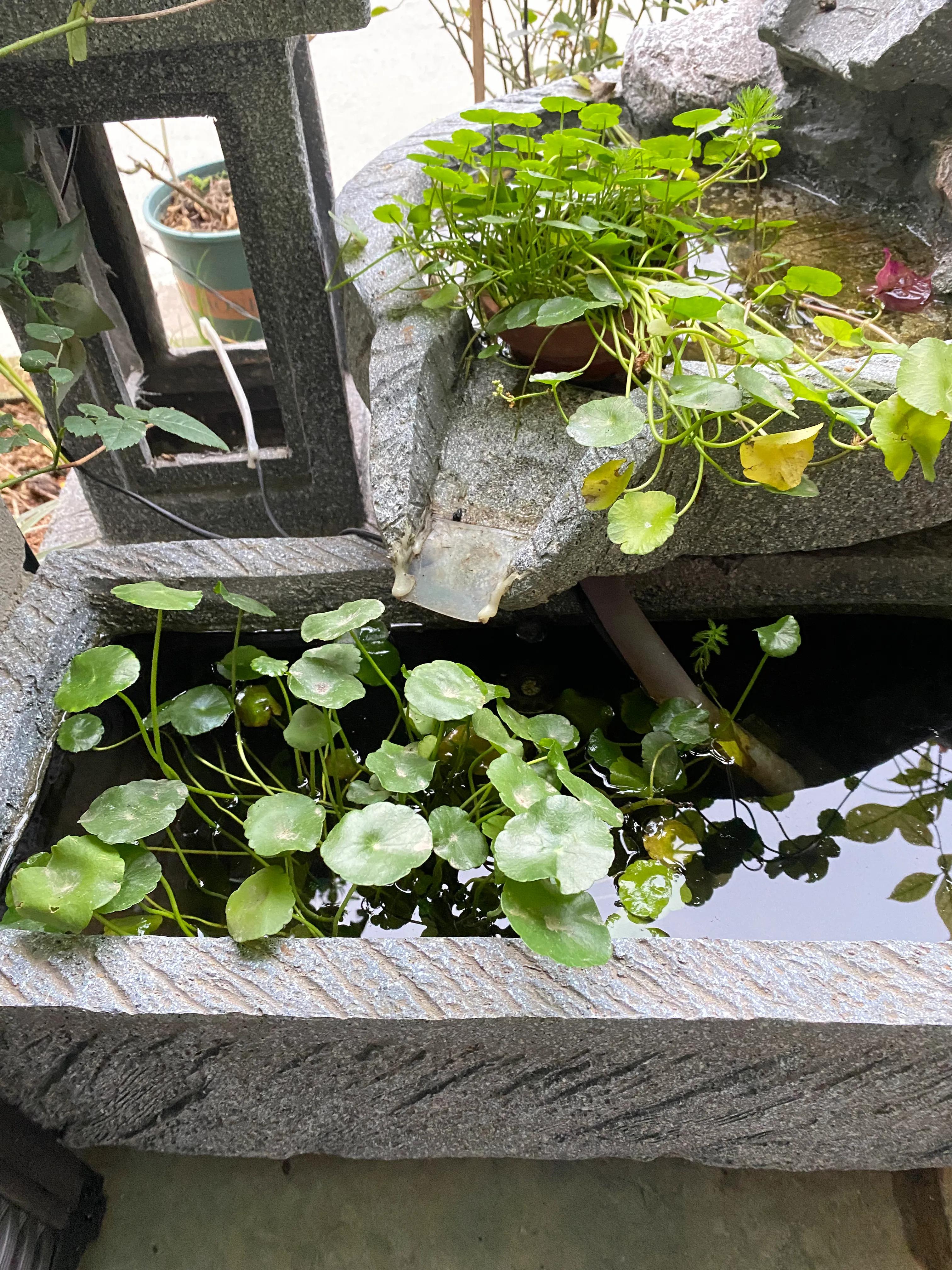 鱼池养金鱼的技巧和方法,小鱼缸养草金鱼的技巧和方法