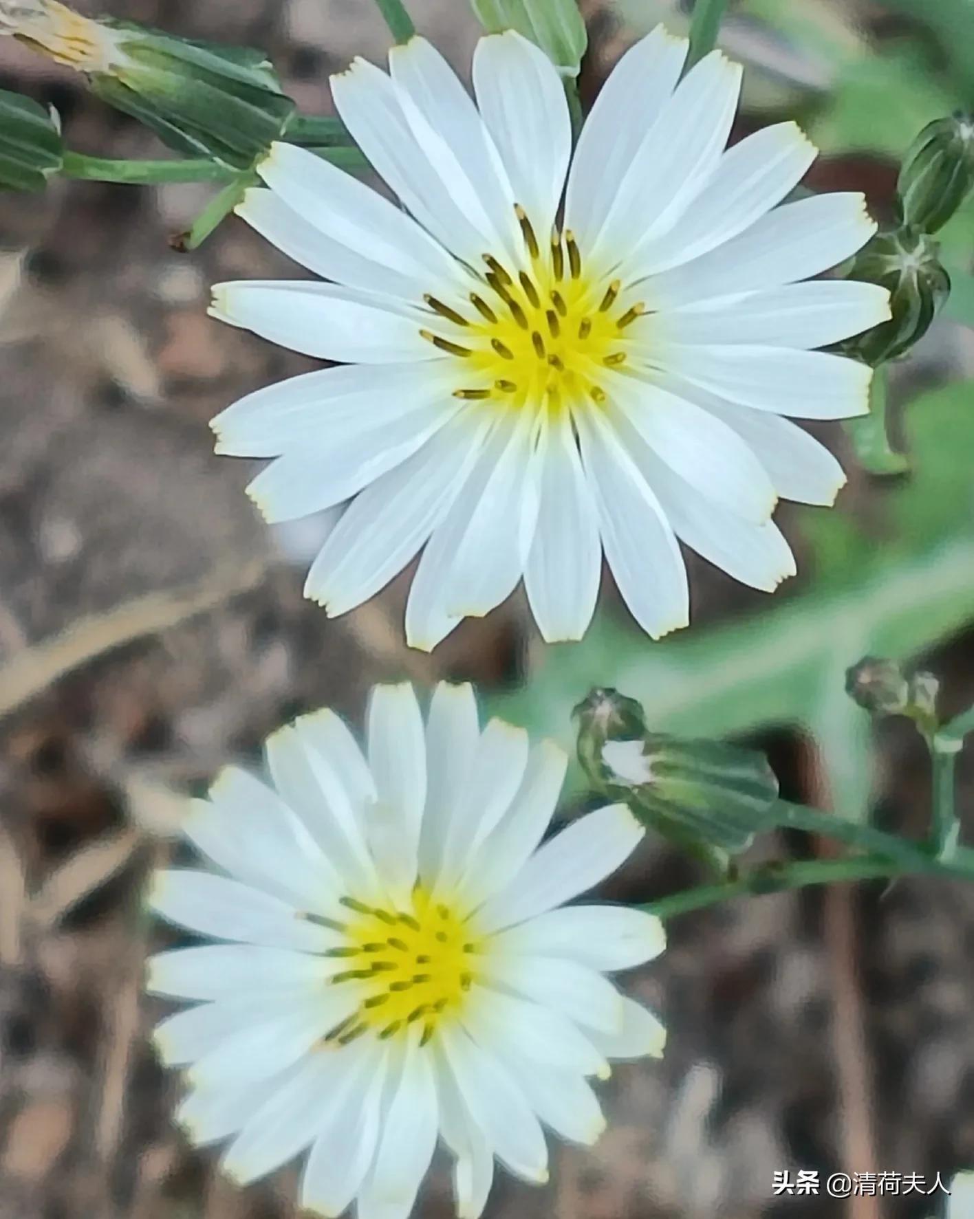 欲望之殇,欲望之殇完整版