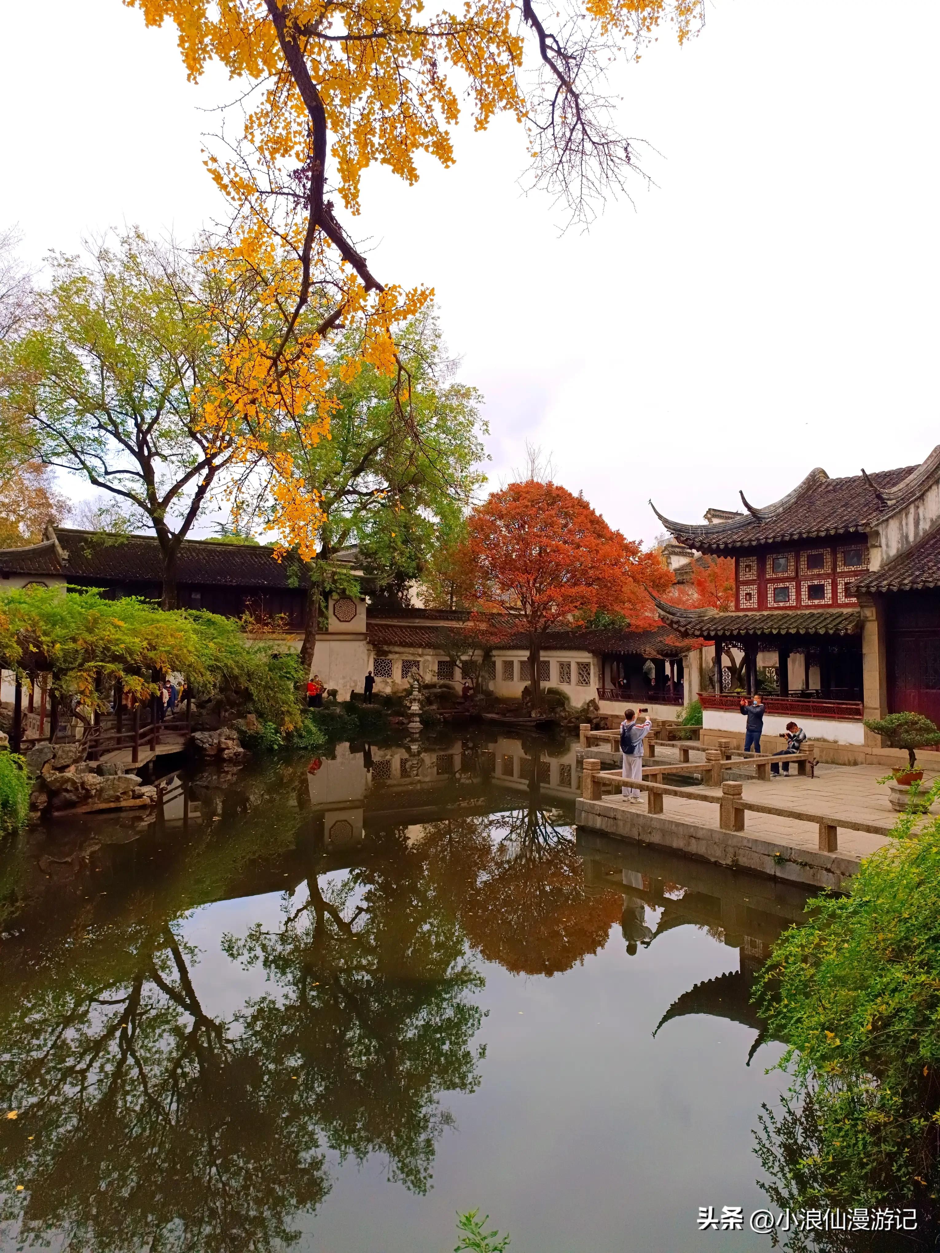 苏州园林拙政园银杏,苏州千年银杏和百年银杏