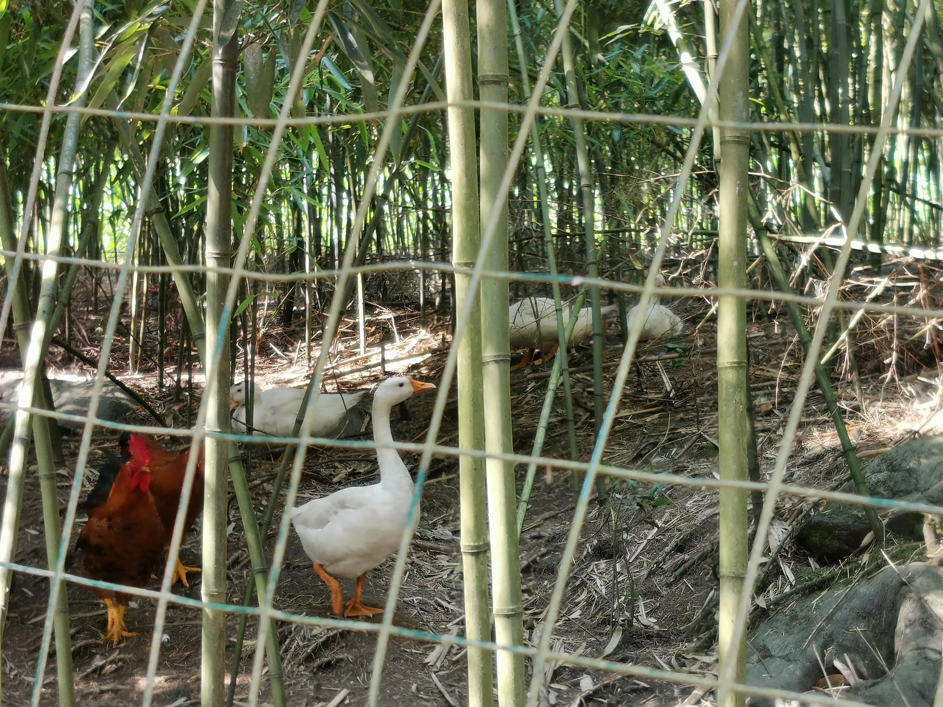 妗愭鍐滃閬挎殤,璐靛窞妗愭閬挎殤鍐滃