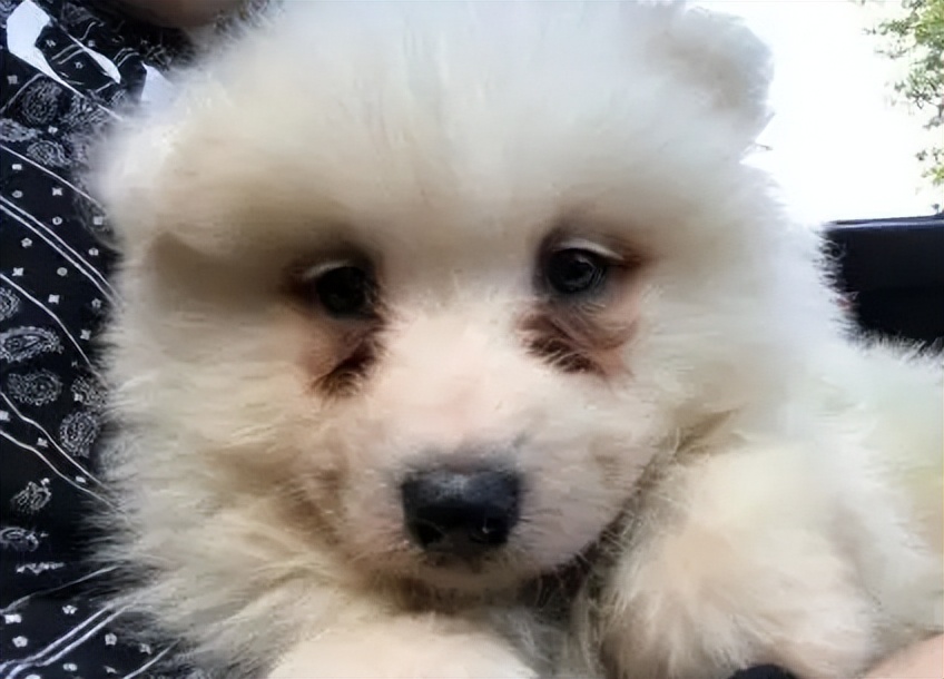 雪橇三傻萨摩耶好品种要多少钱,雪橇三傻萨摩耶用不用拉雪橇