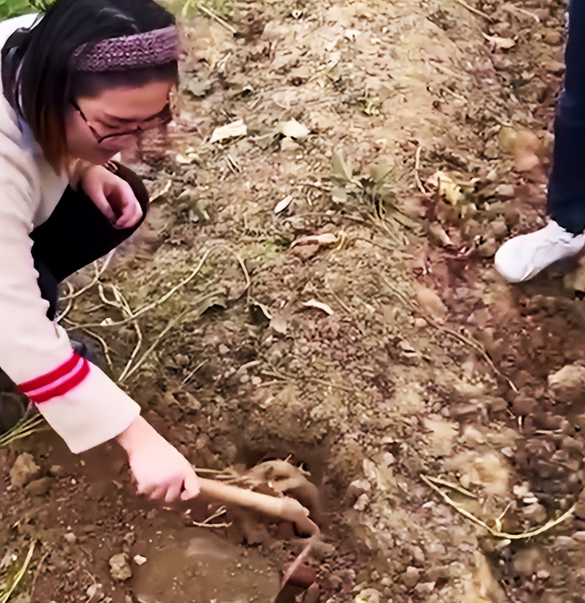 在田里挖到一只甲鱼能吃吗,土里挖出的甲鱼能吃吗