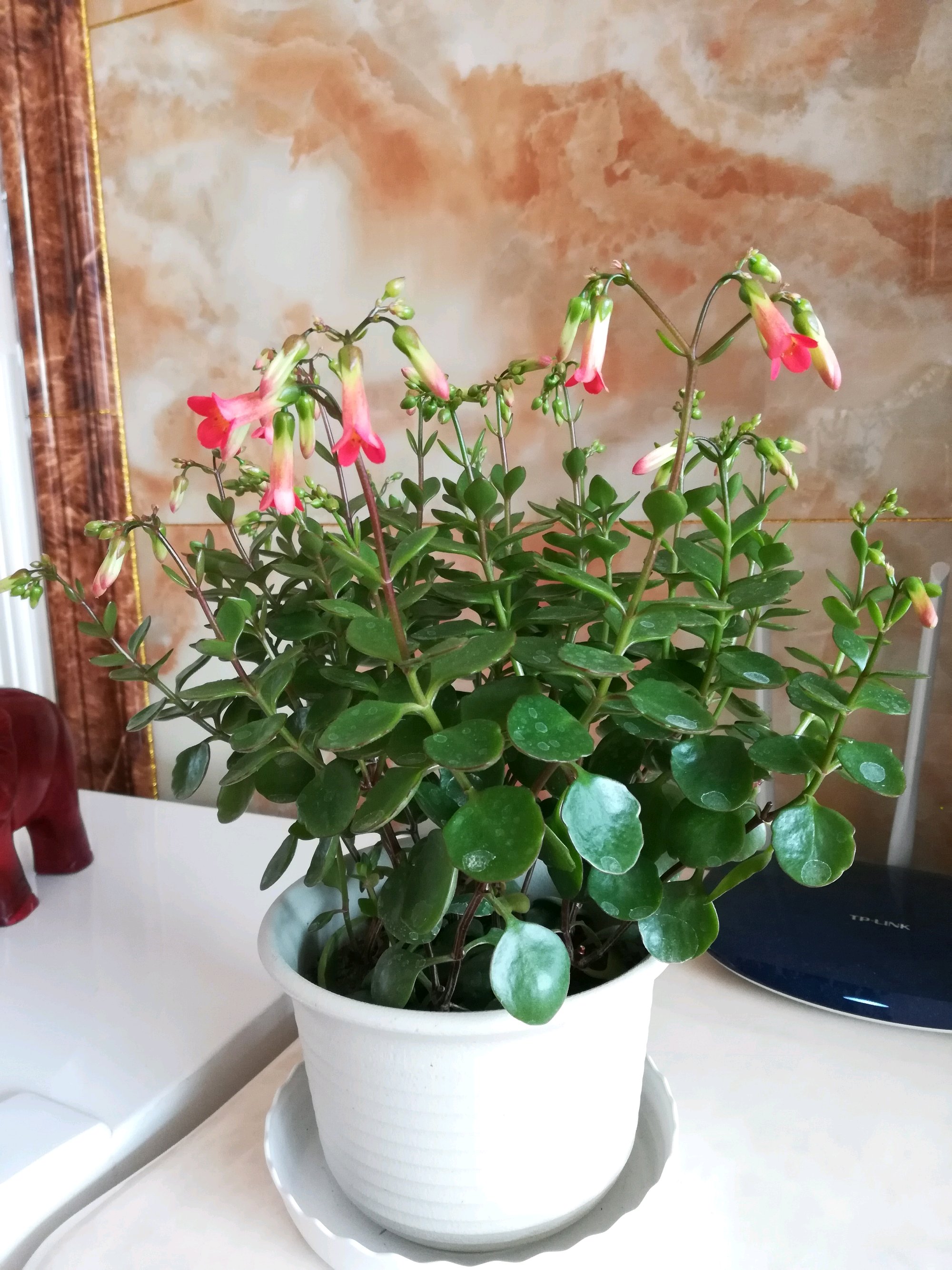 年宵花新品种有哪些名字,灯笼花的个性养护法