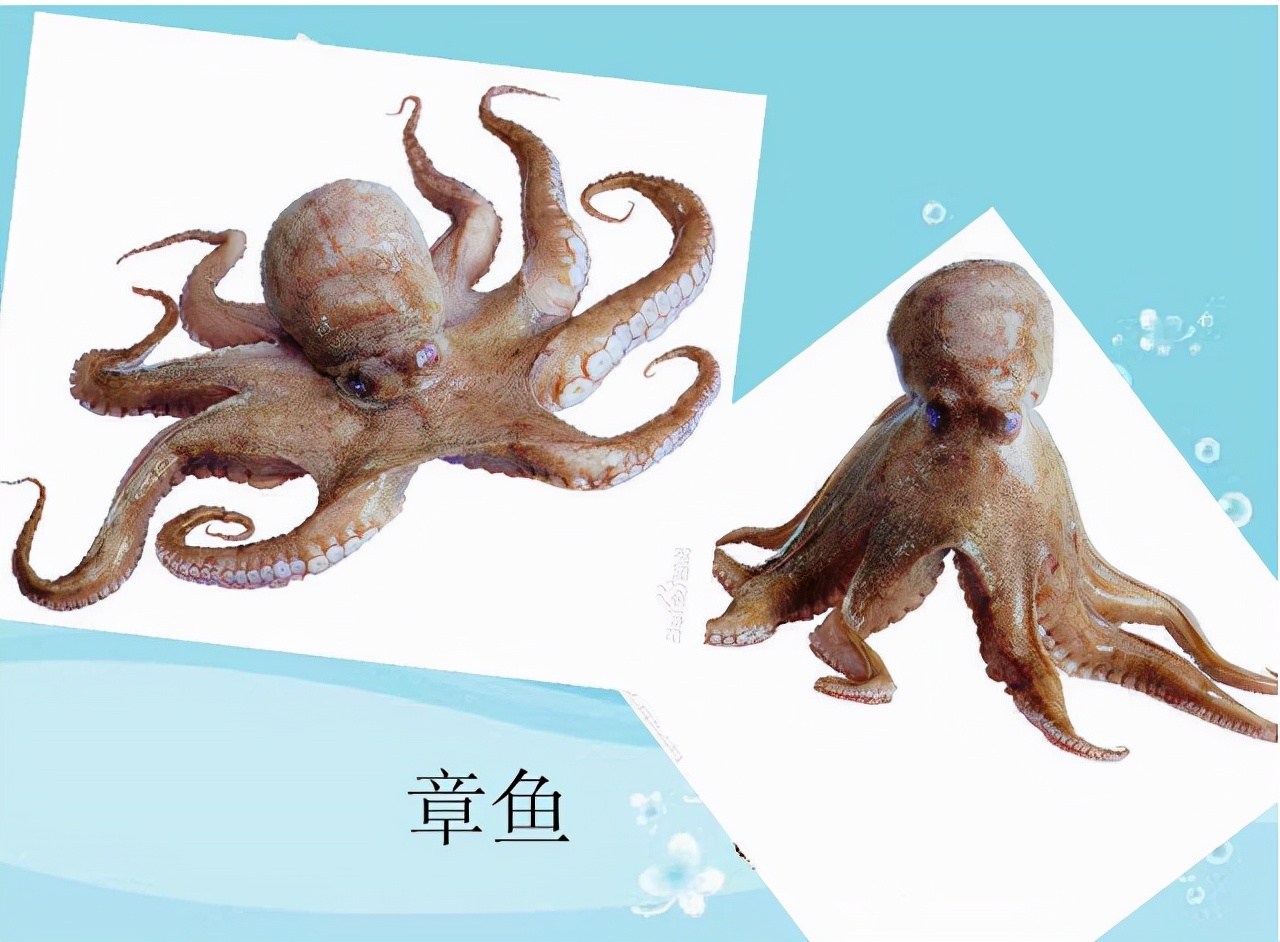 世界上最聪明的人类大脑,人类历史上最聪明的动物