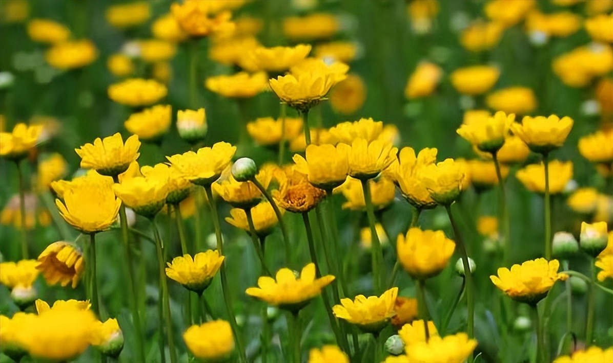 常觅春归不知处花田此地得逢君：栖云田园小镇·花间集