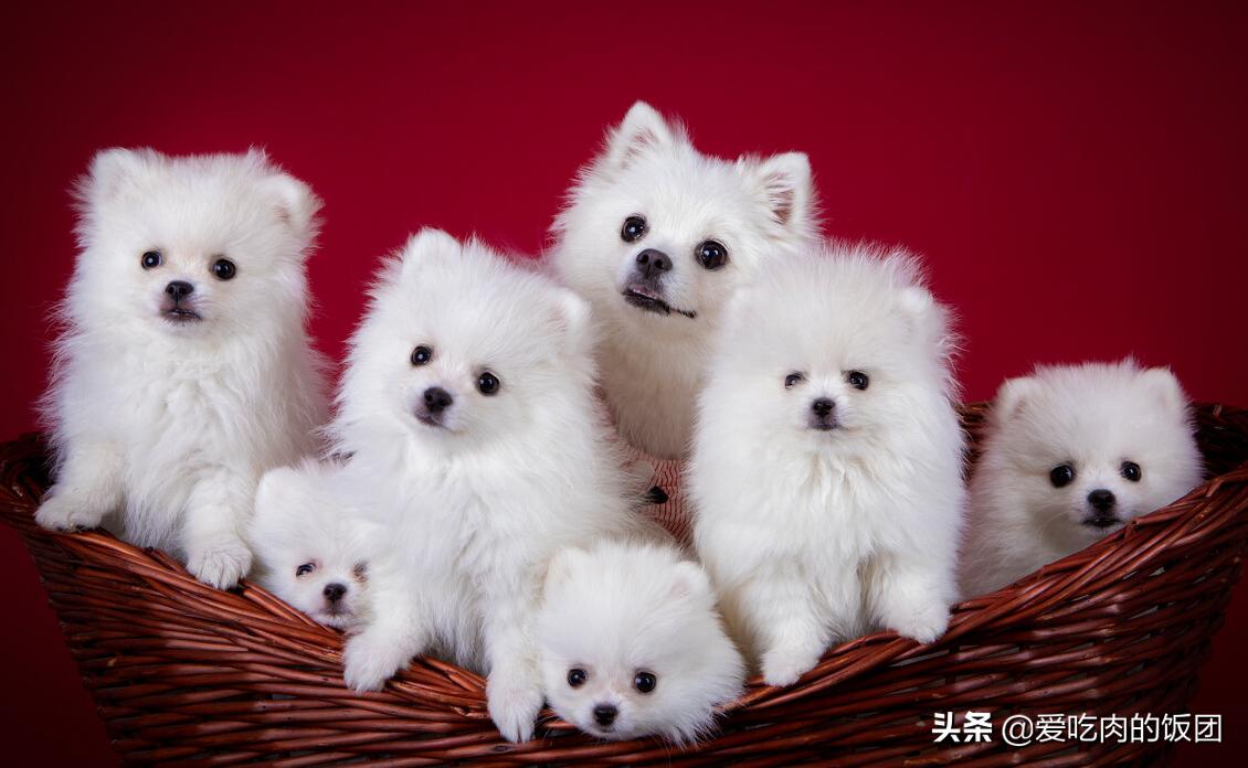 博美备孕指南，这次终于用上了，赶紧收藏起来