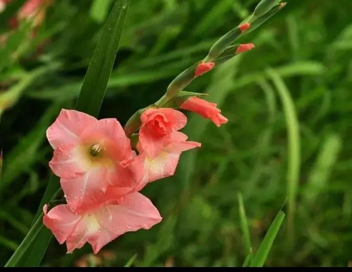 绿兰是什么品种的兰花,大将军兰花是什么品种