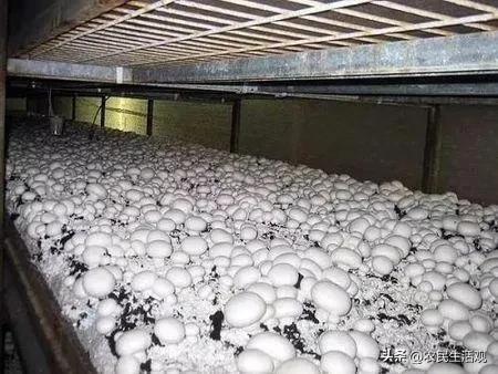 玉米秸秆培育食用菌产量如何,秸秆栽培食用菌技术资料大全