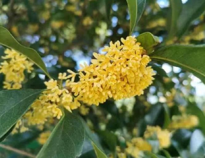 陶醉在秋天的诗句,陶醉在秋天美景