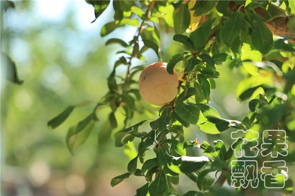 高潮过后，*疆新**西梅路向何方？