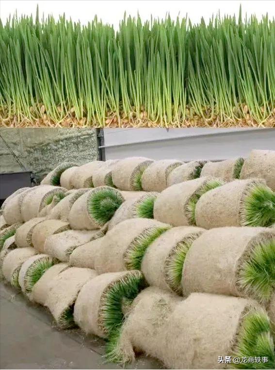 专业致力于青饲料植物工厂的科技创新，解决了养殖户大问题