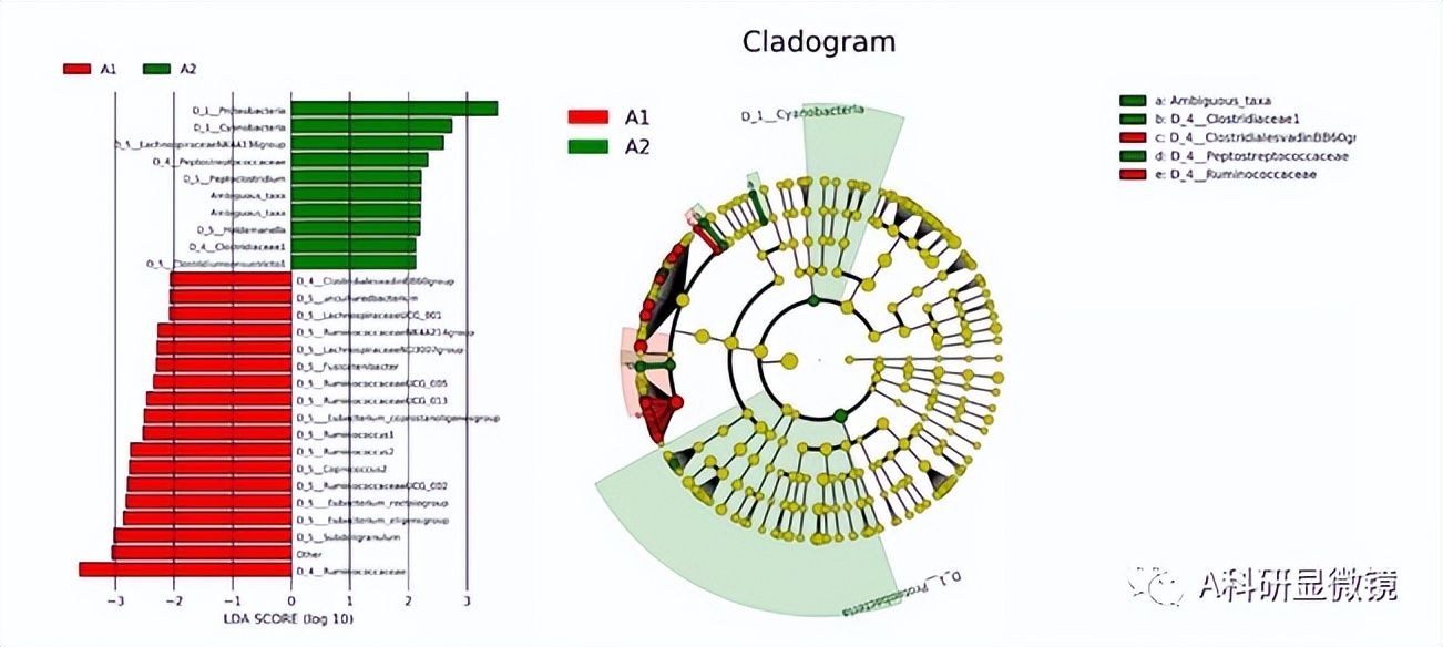 肠道菌群研究成功案例,肠道菌群16s测序结果如何看