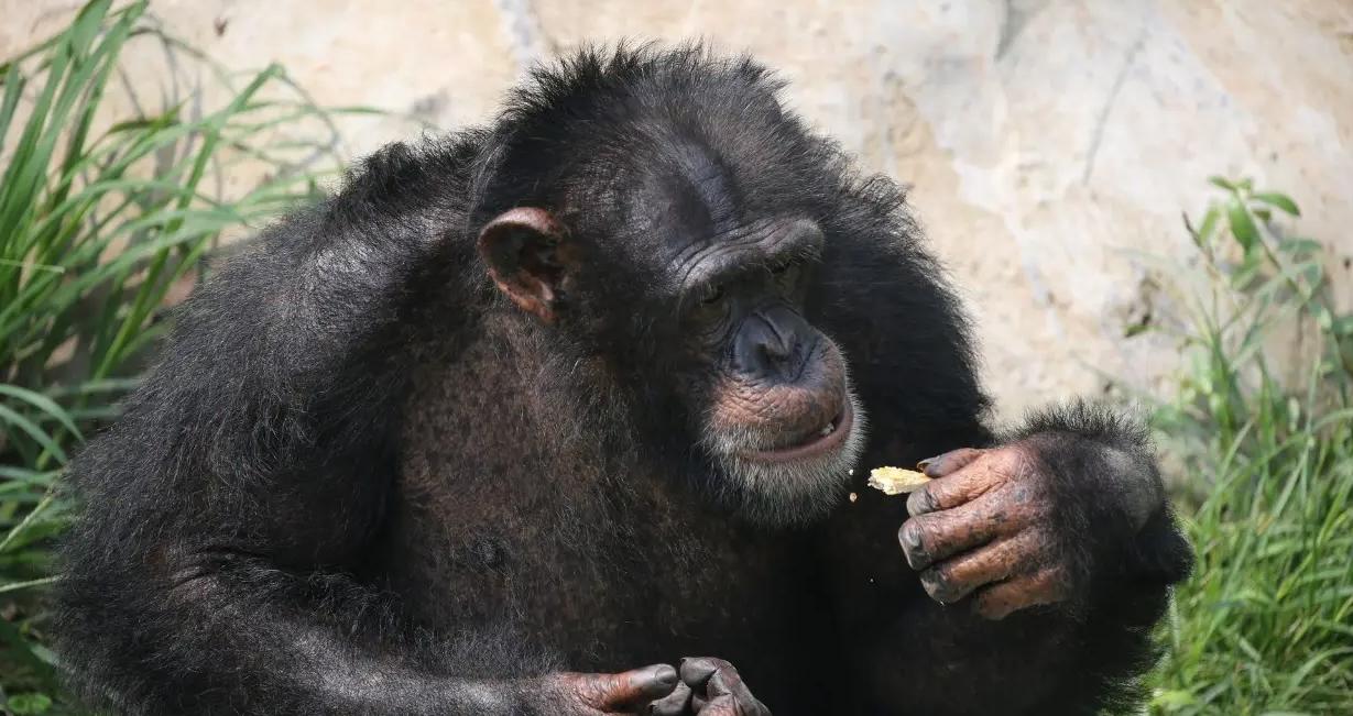 动物园的猩猩感染烟瘾,母猩猩染上烟瘾