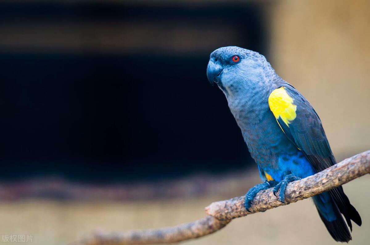 如何判断鹦鹉是单眼伤风还是换毛,鹦鹉常见病态表现有哪些