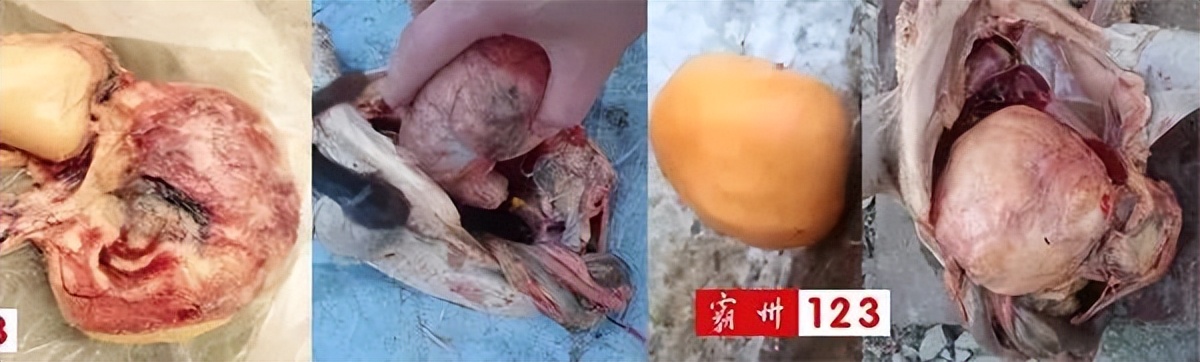 值钱？霸州村民宰鸡发现金黄色“鸡宝”？快来看看