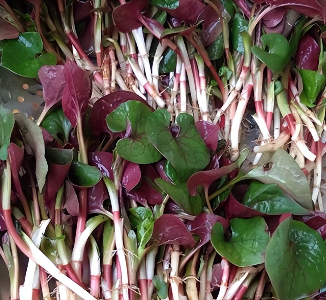 为什么说鱼腥草是害人草,鱼腥草是害人草还是养生草