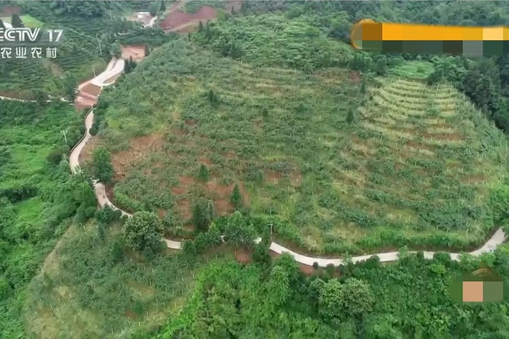 女人承包500亩荒山,女子承包50亩山地