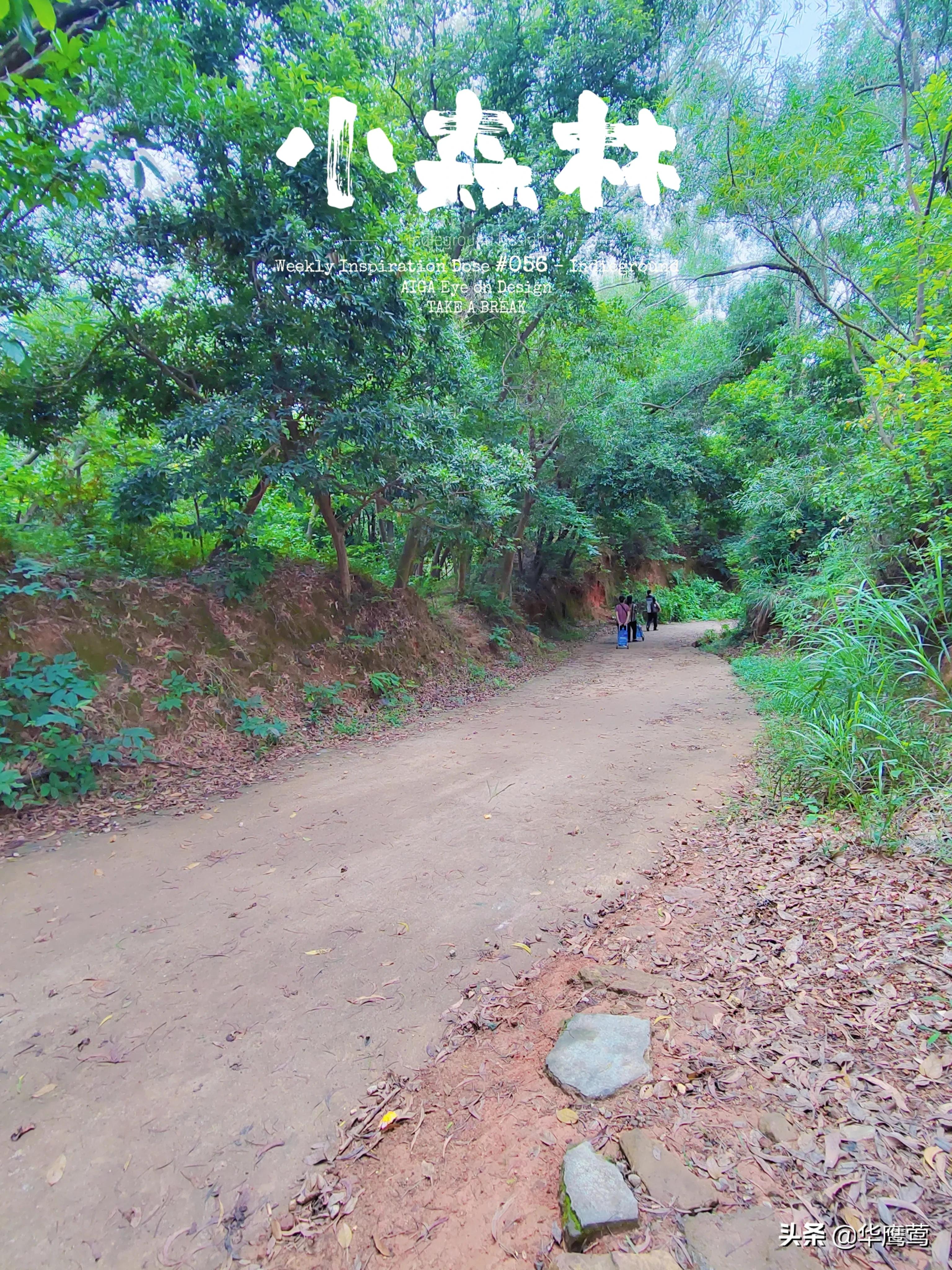 凤岗花园后面的原始森林