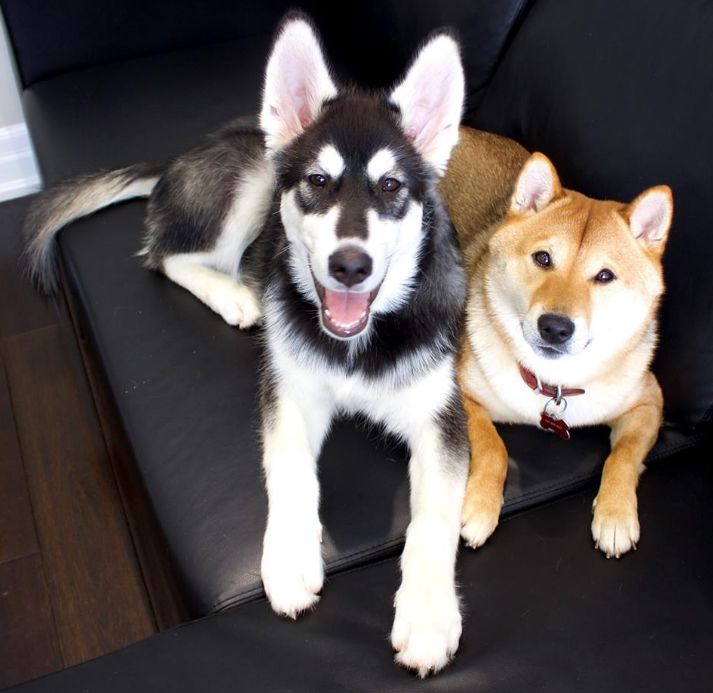 为什么狗狗“交配”的时候，不能轻易打断？