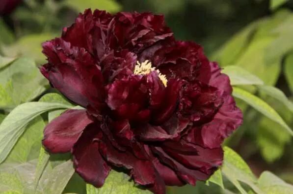 中国的国花是牡丹花吗,牡丹花世界名花