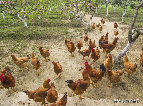 治疗鸡群球虫应该注意什么,多大的鸡容易感染球虫